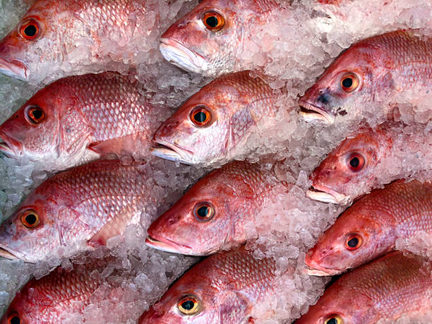 pesce dentice rosso al pescivendolo sul ghiaccio - fish catch of fish seafood red snapper foto e immagini stock