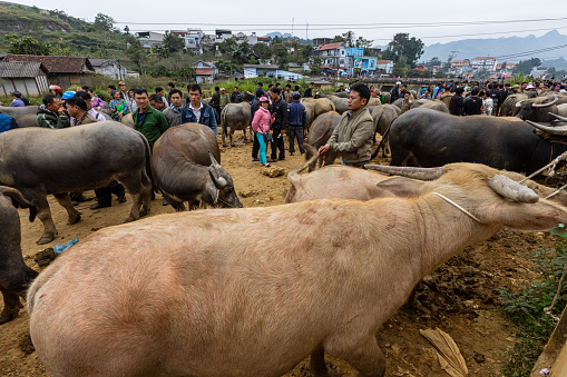 Bac Ha, Cao Bang, Vietnam - November 11, 2019: People at the local farmers market of Bac Ha in Vietnam