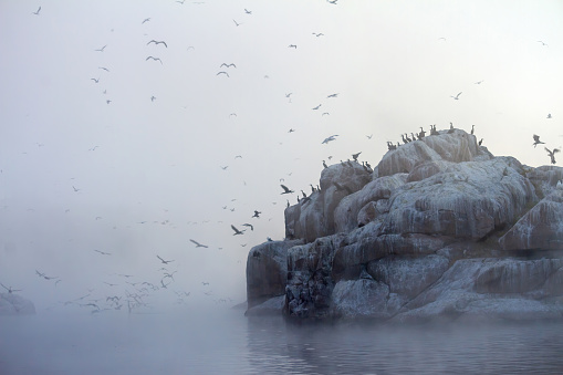 Flock of birds flying from a stone island in fog