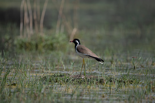Red-wattled Lapwing moving around the wetland in Norther India