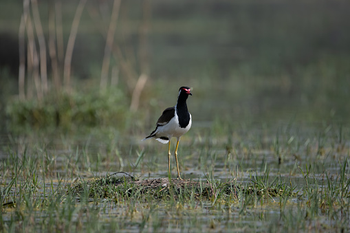 Red-wattled Lapwing moving around the wetland in Norther India