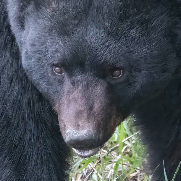grande homem urso negro cabeça tiro muito de perto olhando para a câmera - male animal american black bear mammal animals in the wild - fotografias e filmes do acervo