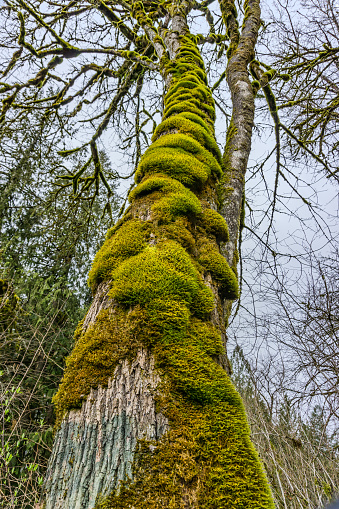 Green moss covers a tree trunk in Washington State.