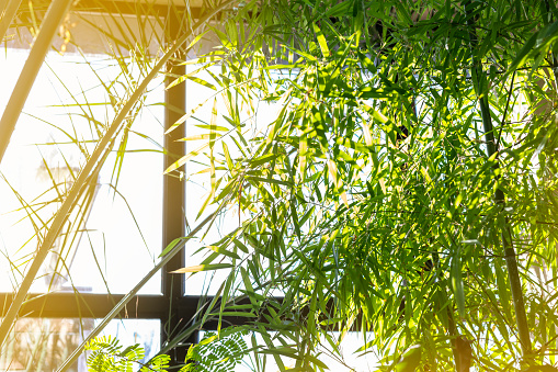 BIOPHILIC trend. Tropical leaves with dry tips in a winter garden. Design of mall, green environmentall, friendly concept. hanging garden, futuristic eco architecture. Modern city. High quality photo