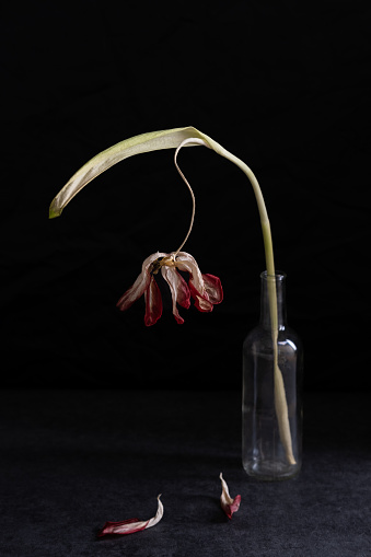 Still life with dried tulip flower on black background.