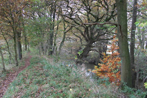 istock Hiking in Northern Germany in Autumn 1389935396