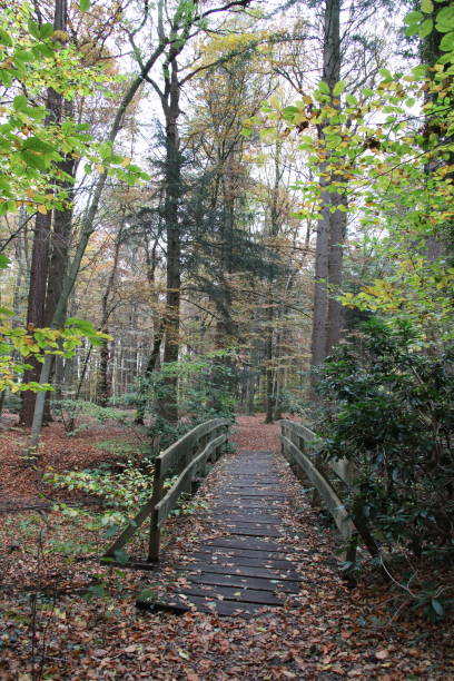 istock Hiking in Northern Germany in Autumn 1389935767