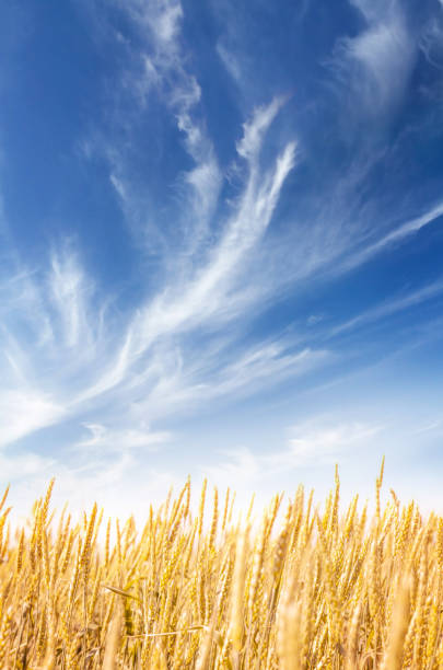 Yellow wheat or rye field and blue sky with clouds. Summer landscape vertical background