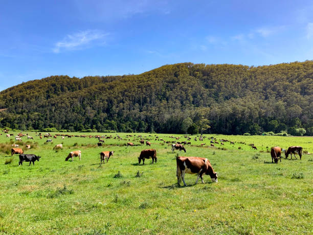 istock Cows grazing on green grass, Tasmania, Australia 1389936931