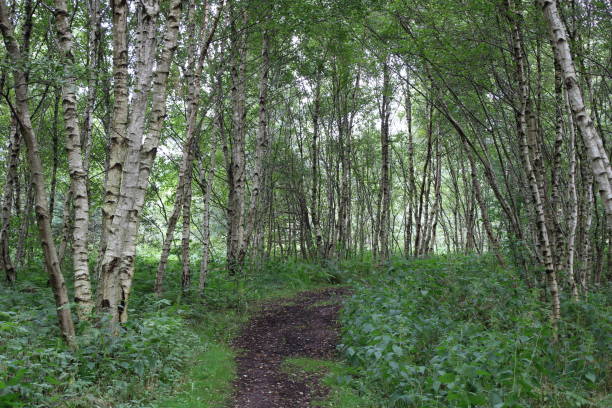 istock Hiking in northern Germany 1389937281