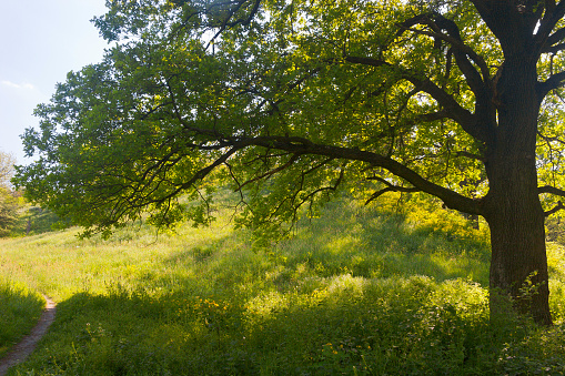 Big single oak tree with fresh green leaves on steppe hills with green grass, Khortytsia island, Zaporozhye, Ukraine