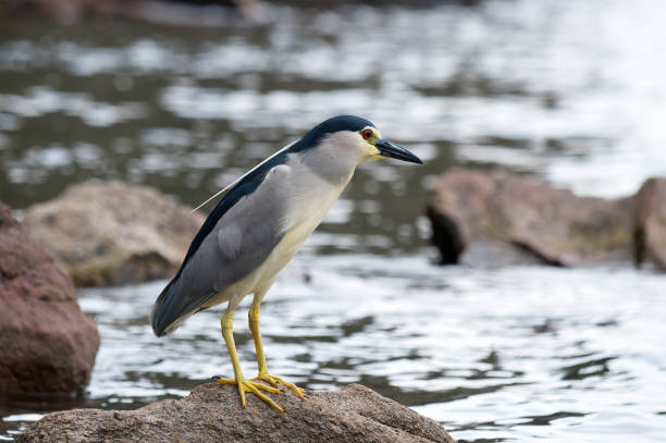 Black-crowned Night Heron (Nycticorax nycticorax) perched on the stone