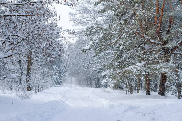 istock Beautiful snowy road in winter forest 1389937967