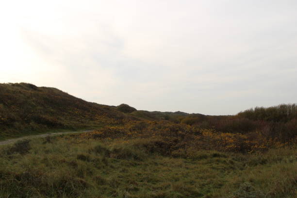 istock Nature reserve on the island Juist 1389938590