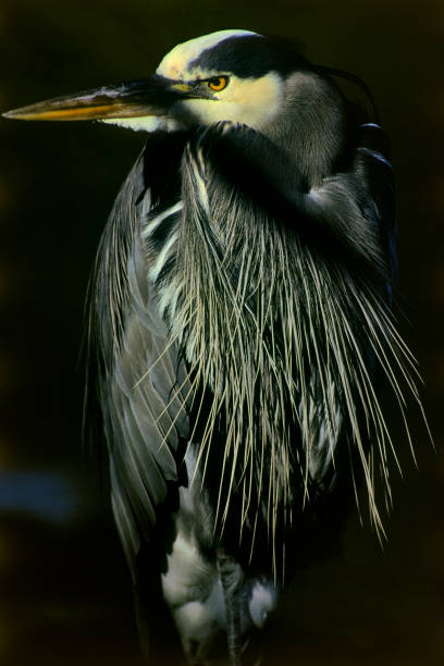 istock Birds on Vancouver Island British Columbia 1389938707