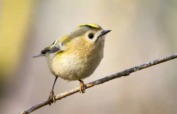 Photo of Goldcrest (Regulus regulus) - the smallest bird of Europe, sitting on a branch