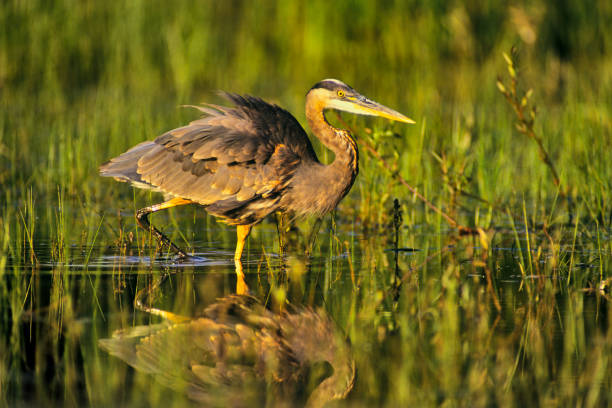 istock Birds on Vancouver Island British Columbia 1389938747