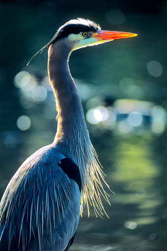 Great Blue Heron found in a small wetlands pond  located on Vancouver Island, British Columbia