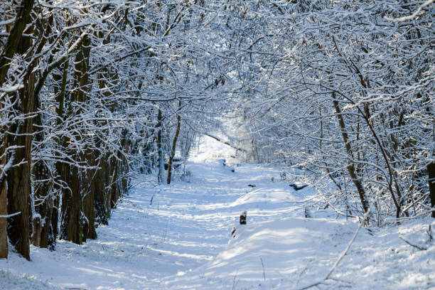 istock Snowy trail between the frozen trees in sunny winter forest 1389938979