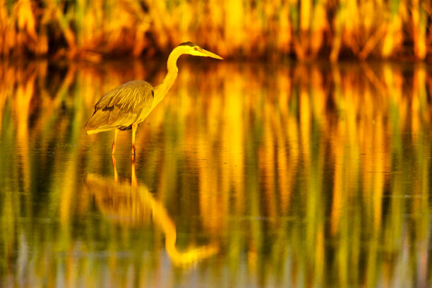 Great Blue Heron found in a small wetlands pond  located on Vancouver Island, British Columbia