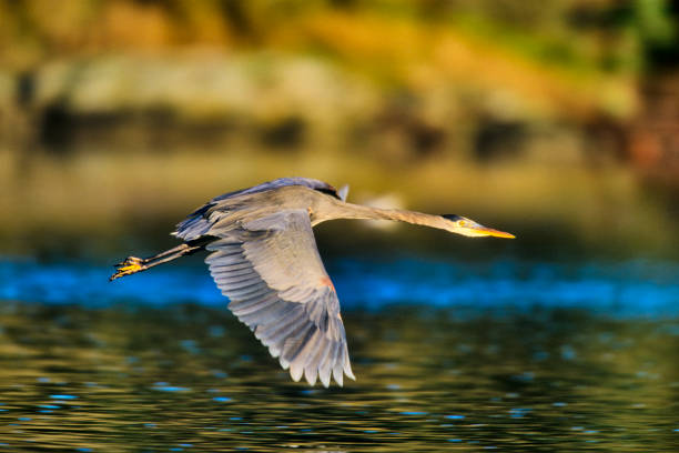Great Blue Heron found in a small wetlands pond  located on Vancouver Island, British Columbia