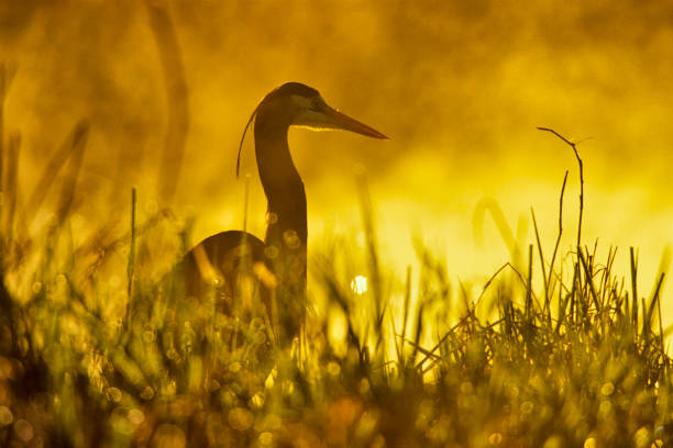 Great Blue Heron found in a small wetlands pond  located on Vancouver Island, British Columbia