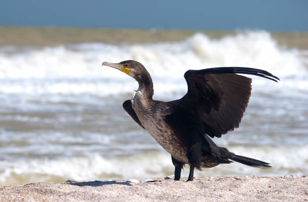 istock Great cormorant (Phalacrocorax carbo) drying spreaded wings on the sea shore 1389939257