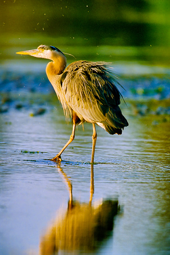 Great Blue Heron found in a small wetlands pond  located on Vancouver Island, British Columbia