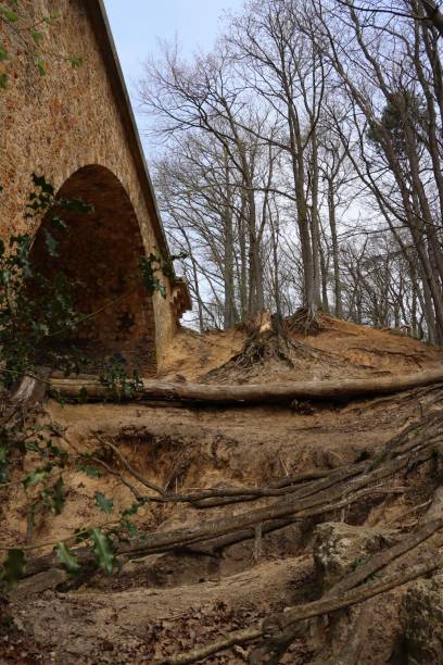 uprooted trees in a forest - uprooted vertical leaf root imagens e fotografias de stock