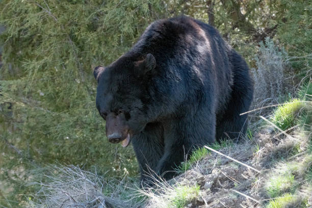 grande urso negro macho de perto - male animal american black bear mammal animals in the wild - fotografias e filmes do acervo