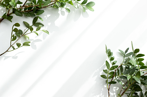 Branches with little green leaves as a frame on white background; leafy frame; plant frame