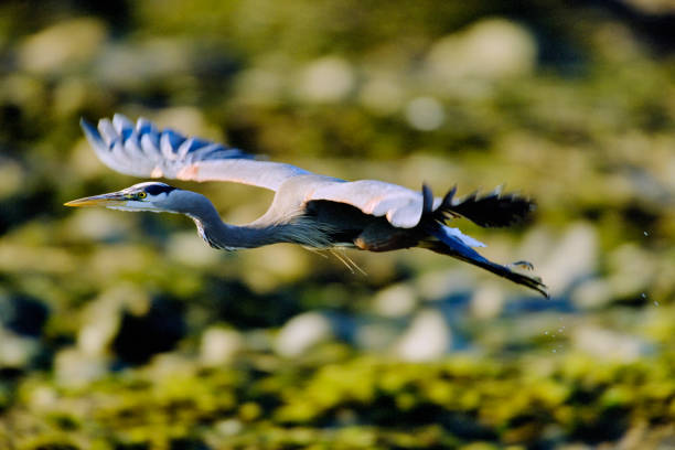Great Blue Heron found in a small wetlands pond  located on Vancouver Island, British Columbia