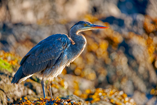 Great Blue Heron found in a small wetlands pond  located on Vancouver Island, British Columbia