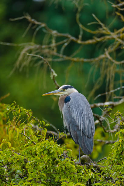 istock Birds on Vancouver Island British Columbia 1389942041