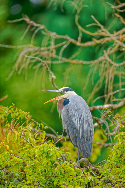 istock Birds on Vancouver Island British Columbia 1389942053