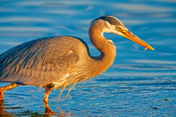 istock Birds on Vancouver Island British Columbia 1389942100