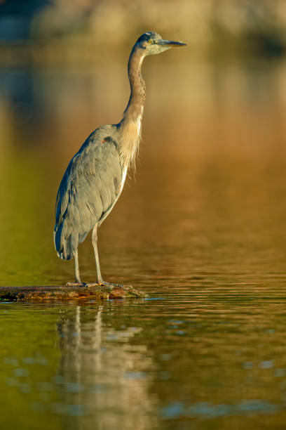 istock Birds on Vancouver Island British Columbia 1389942122