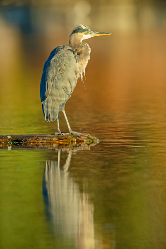 Great Blue Heron found in a small wetlands pond  located on Vancouver Island, British Columbia