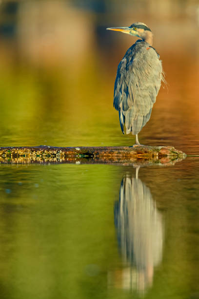istock Birds on Vancouver Island British Columbia 1389942157
