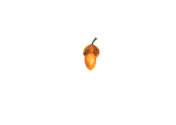 Watercolor brown acorn