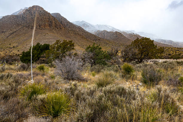 nieve en los picos en el parque nacional montaña guadalupe - south texas fotografías e imágenes de stock