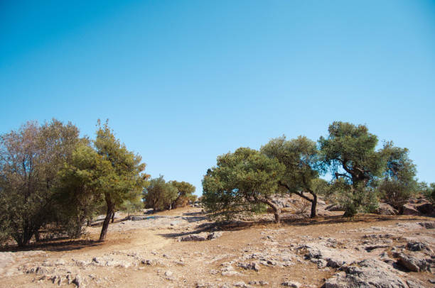 istock Arid slope with coniferous trees, Athens, Greece. 1389943193