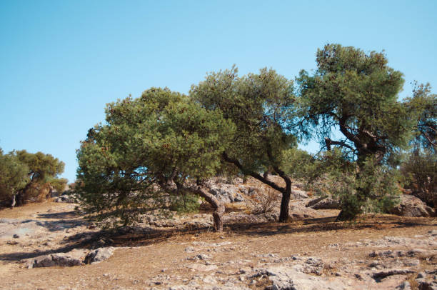 istock Arid slope with coniferous trees, Athens, Greece. 1389943196