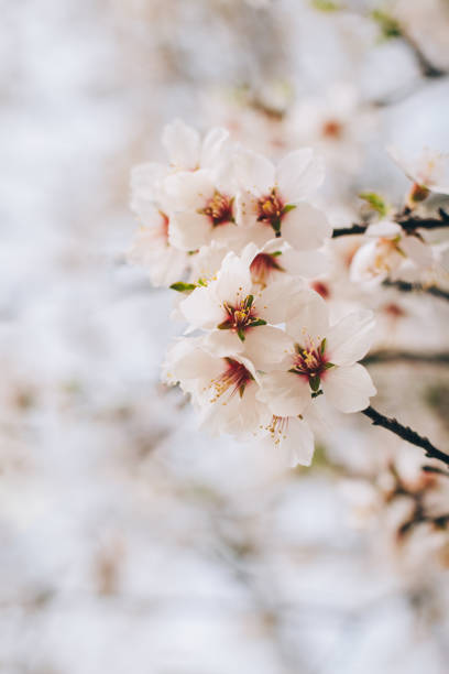 istock Beautiful branch with almond blossom in a spring garden. Selective focus. 1389943267