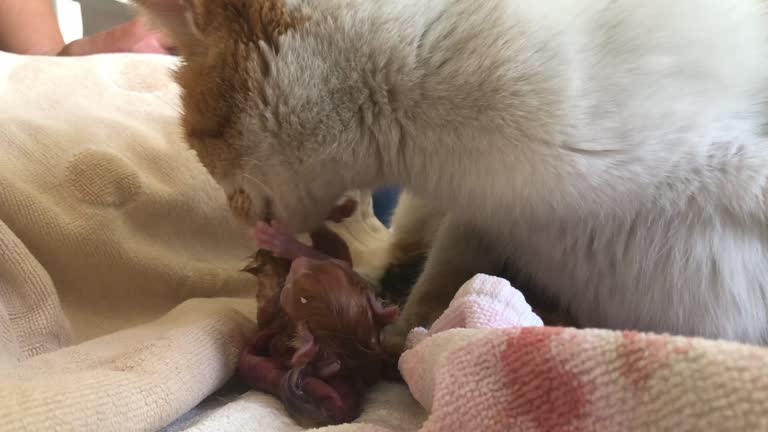 199 Animal Giving Birth Stock Videos and Royalty-Free Footage - iStock 199 Animal Giving Birth Stock Videos and Royalty-Free Footage - iStock