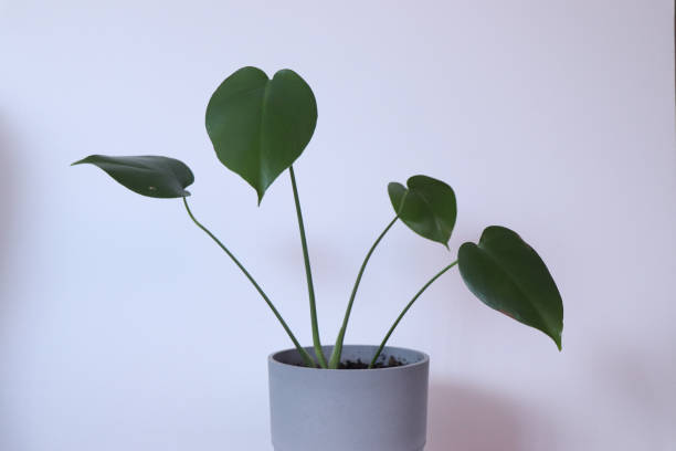 istock houseplant monstera 1389944110