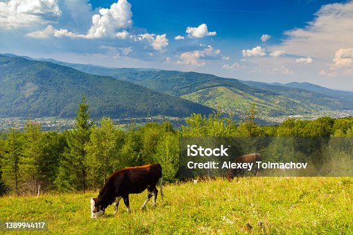 istock Cows on pastures in Carpathians mountain grassland, Ukraine 1389944117