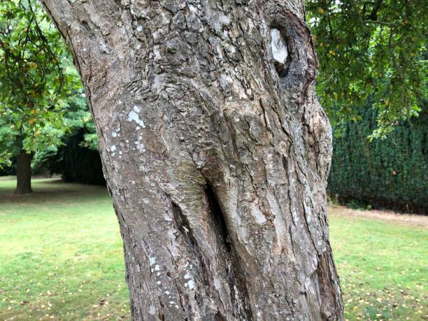 istock Crab apple 'John Downie' - Bark / trunk 1389944181