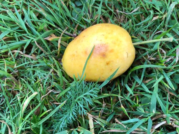 istock Crab apple 'John Downie' - Apples on the ground 1389944461