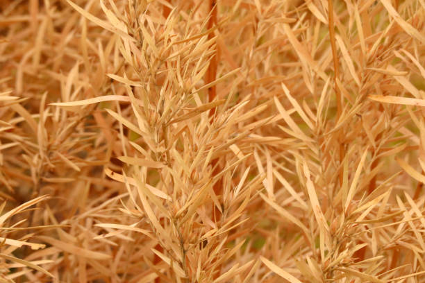 istock Brown autumn leaves 1389944759